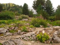 2013-08-18_Regina-F-Rau_Schachen_Alpengarten (707).JPG